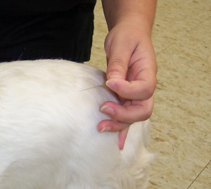 Ask how accupuncture can help your pet!